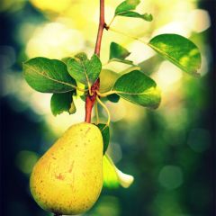Pyrus communis Williams Bon Chrétien Pear Tree