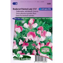 Lathyrus odoratus Painted Lady - Sweet Pea Seeds