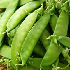 Dwarf Mangetout Pea Norli - Ferme de Sainte Marthe Seeds