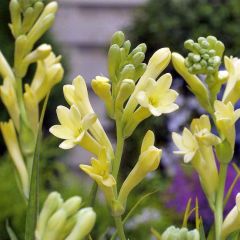 Polianthes tuberosa Yellow Baby