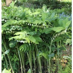 Polygonatum x hybridum Weihenstephan