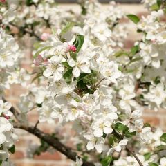 Malus Evereste - Crab Apple