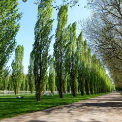 Populus nigra Italica - Black Poplar