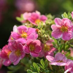 Potentilla fruticosa Pink Paradise - Shrubby Cinquefoil
