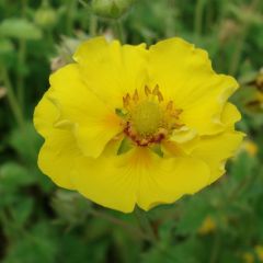 Potentilla Yellow Queen - Cinquefoil
