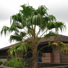 Pritchardia remota - Pritchardia Palm
