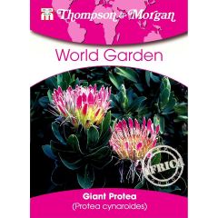 Protea cynaroides - Royal Protea