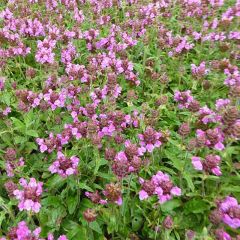 Prunella webbiana Rosea - Self-heal