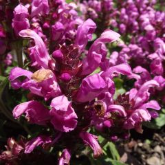 Prunella grandiflora Pink Loveliness - Self-heal
