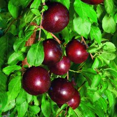 Crimson Glo Plum Tree