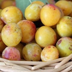 Prunus Mirabelle de Nancy Plum Tree