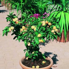 Prunus domestica Goldust - Common plum