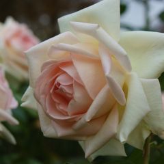 Rosa Prince Jardinier