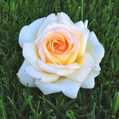 Rosa Anatasia - Hybrid Tea Rose