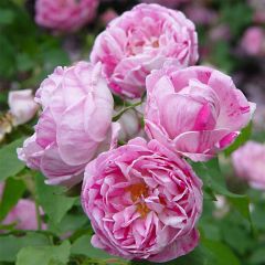 Rosa Honorine de Brabant - Bourbon Rose