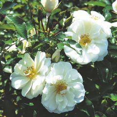 Rosa Decorosiers Opalia 'Noaschnee'