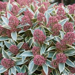 Skimmia japonica Mystic Marlot