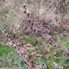 Salix gracilistyla Mount Aso - Black Willow