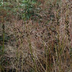 Salix gracilistyla - Black Willow
