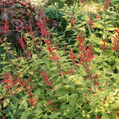 Salvia elegans Golden Delicious