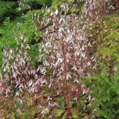 Saxifraga stolonifera Cuscutiformis