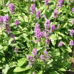 Stachys monieri Hummelo