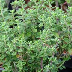 Teucrium x lucidrys 