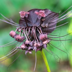 Tacca chantrieri