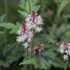 Tiarella  Sugar and Spice