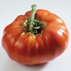 Tomato Red Russian Seedlings