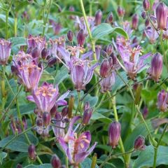 Tricyrtis hirta Taiwan Abdane - Toad Lily