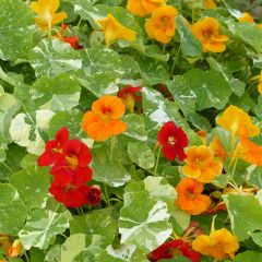 Tropaeolum majus - Nasturtium Alaska Mix Seeds