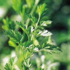 Flat Parsley Seeds - Petroselinum crispum