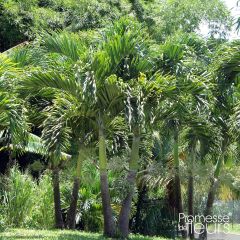 Veitchia merrillii - Manila Palm
