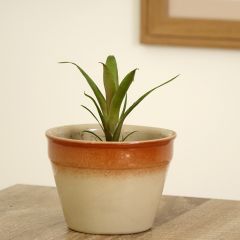Vriesea carinata Christiane - Flaming sword plant