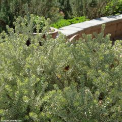 Westringia fruticosa Smookie