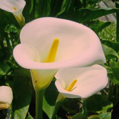 Zantedeschia aethiopica Pink Mist - Arum-lily