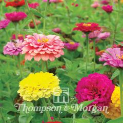 Zinnia elegans Giant Double Mixed Seeds