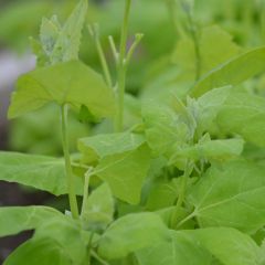 Blonde Orach - Ferme de Sainte Marthe seeds