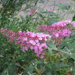 Buddleia davidii Pink Delight - Butterfly Bush