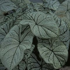 Caladium bicolor Candidum - Angel Wings