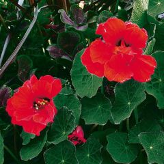 Tropaeolum majus 'Red Wonder'