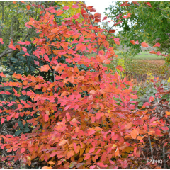 Carpinus betulus Rockhampton Red Lochglow - Hornbeam