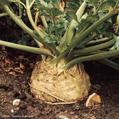 Celeriac Monarch