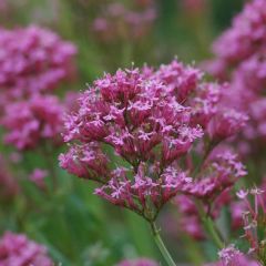 Centranthus ruber Kempenhof