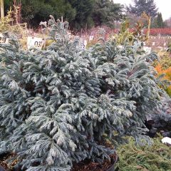 Chamaecyparis pisifera Boulevard - Sawara Cypress