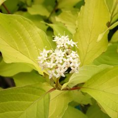 Cornus alba Aurea - White Dogwood