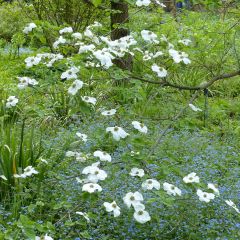 Cornus Ascona - Flowering Dogwood