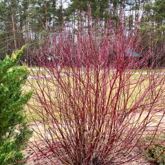 Common Dogwood - Cornus sanguinea