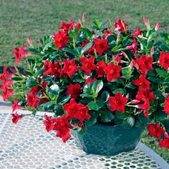 Dipladenia Diamantina Jade Scarlet